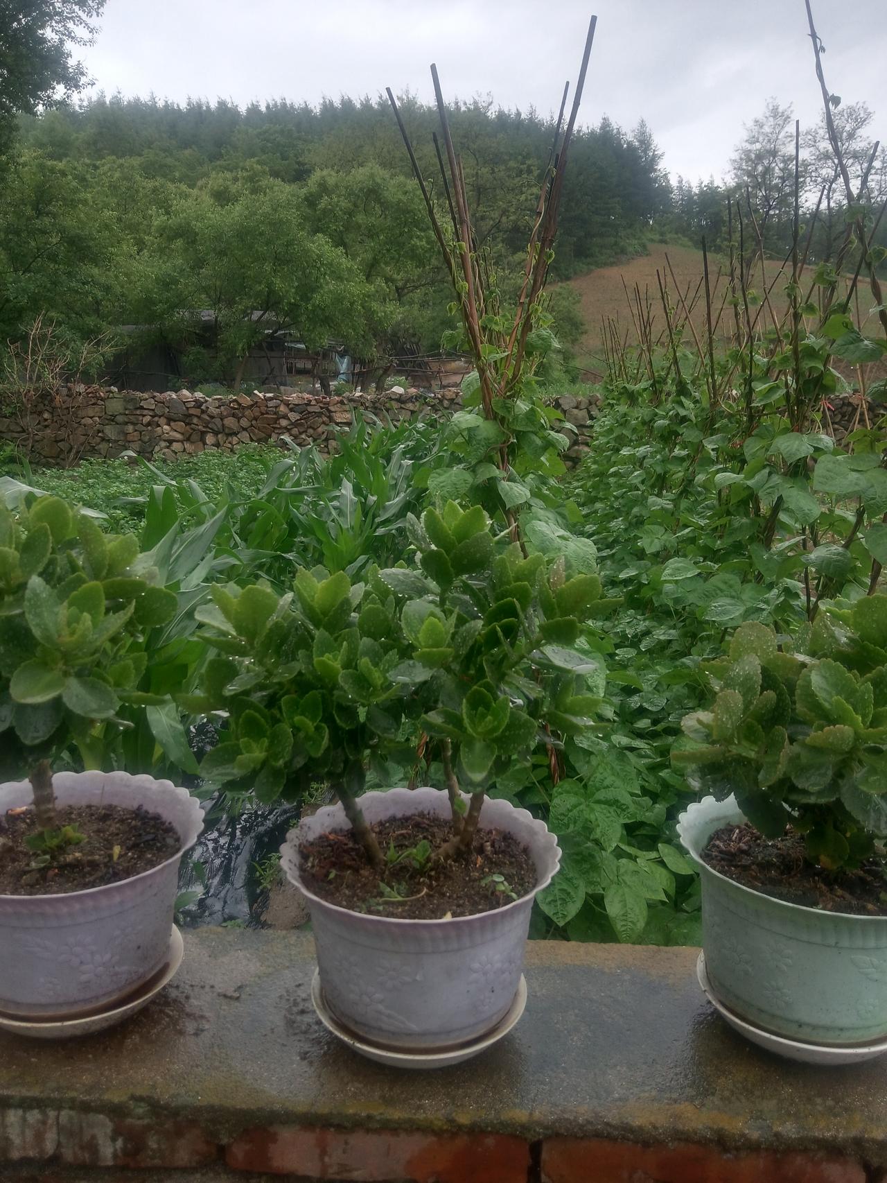你们看看我的破家，前面是山，后面是树。我能在这么恶劣的环境下顽强的生存到现在，我