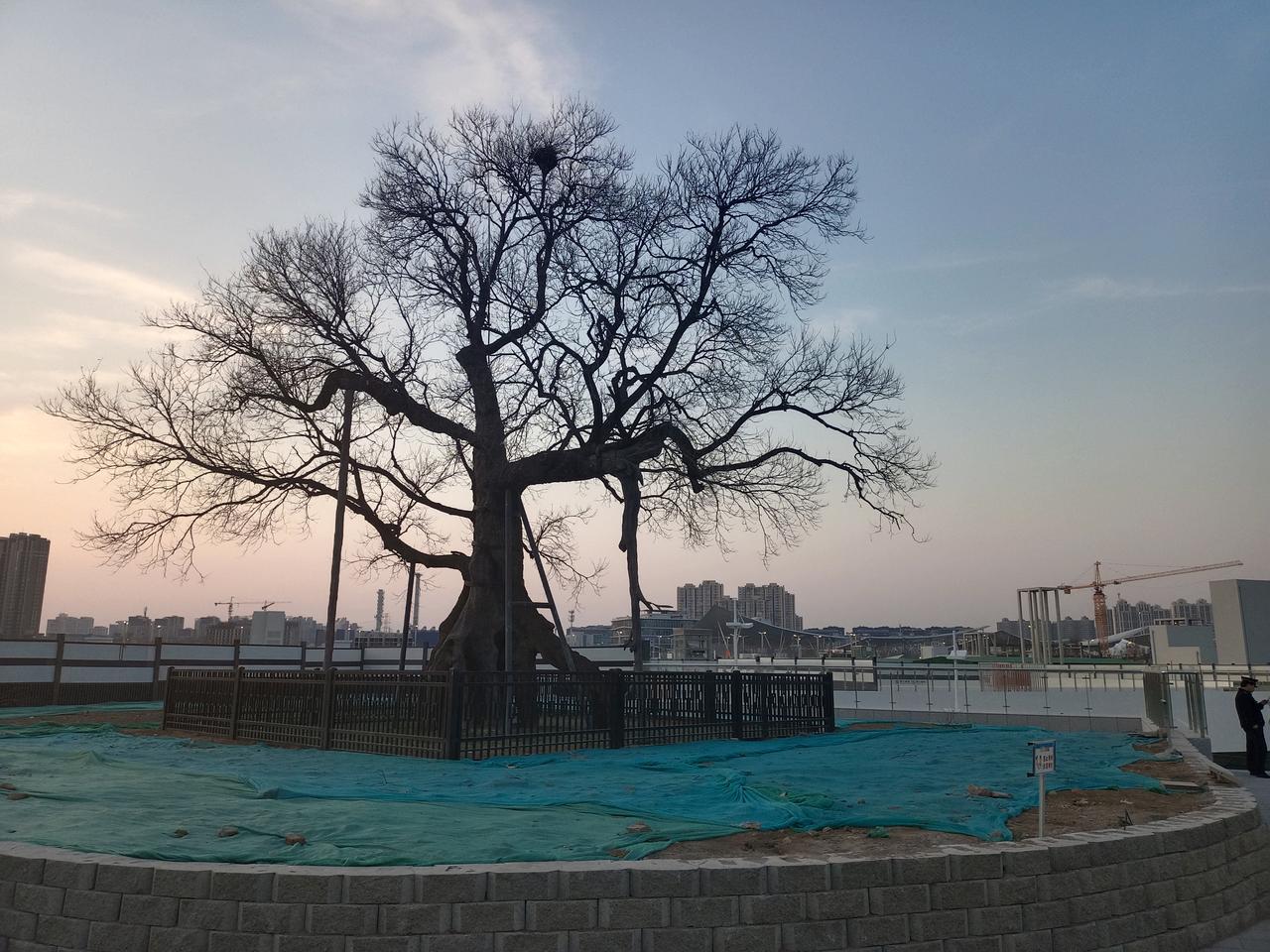北京通州站，告别了往日繁忙的施工景象，略显静谧，这棵古槐被完整的保留了下来。
夕