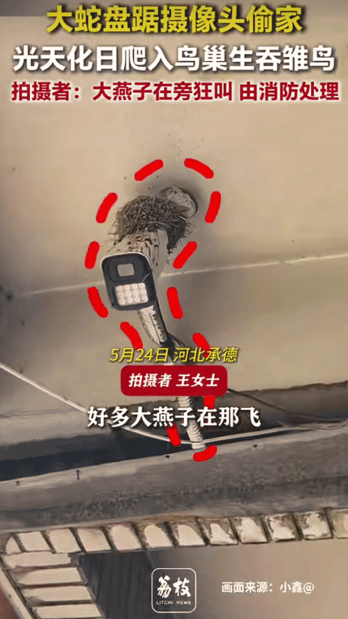 河北承德，女子看到大蛇钻到燕子窝吃小燕子。没想到，女子急得说: “我报警了，都吃