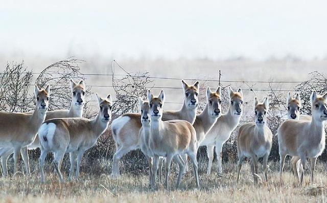 每年冬季，上万只黄羊从蒙古“偷渡”到内蒙古，让当地牧民苦不堪言，因为这么多黄羊是