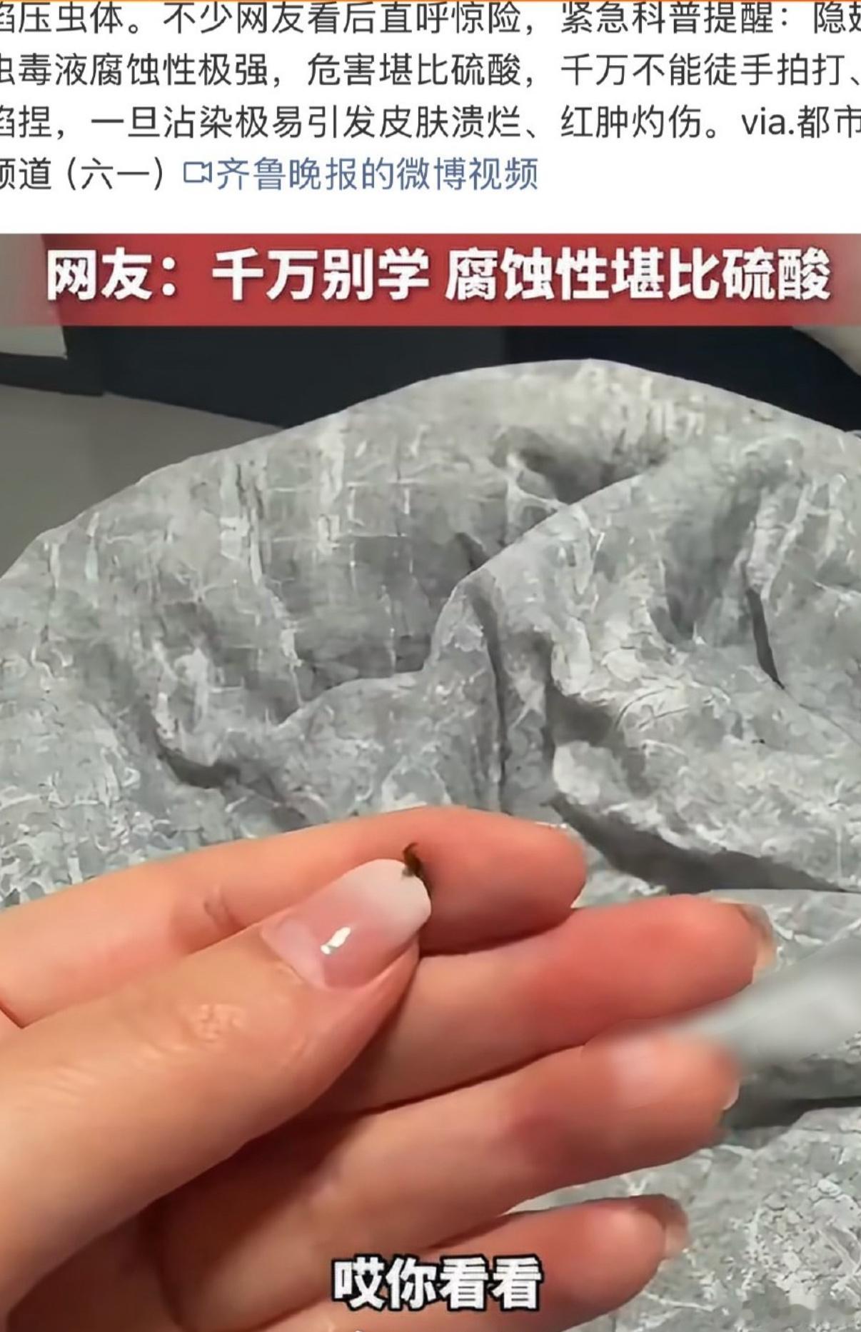 隐翅虫被女生用手掐着玩 夏秋正是隐翅虫高发期，这波操作实在太危险。它体内的毒液酸