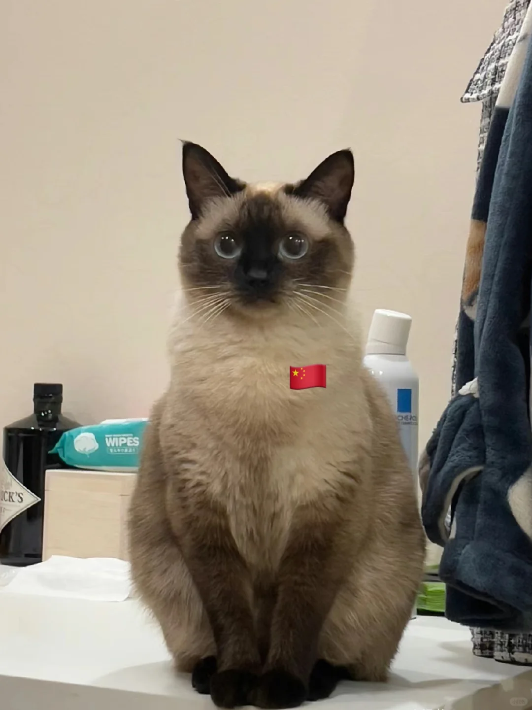 猫是泰国猫，心是中国心🇨🇳