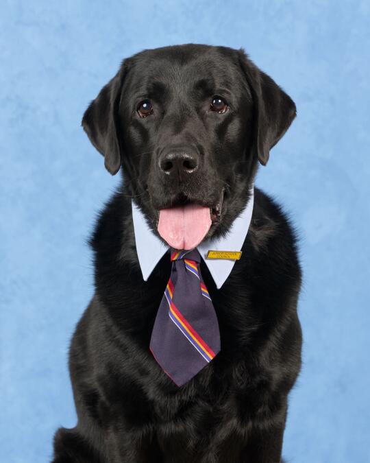 姨姨们 我要竞选班长 请给我投票