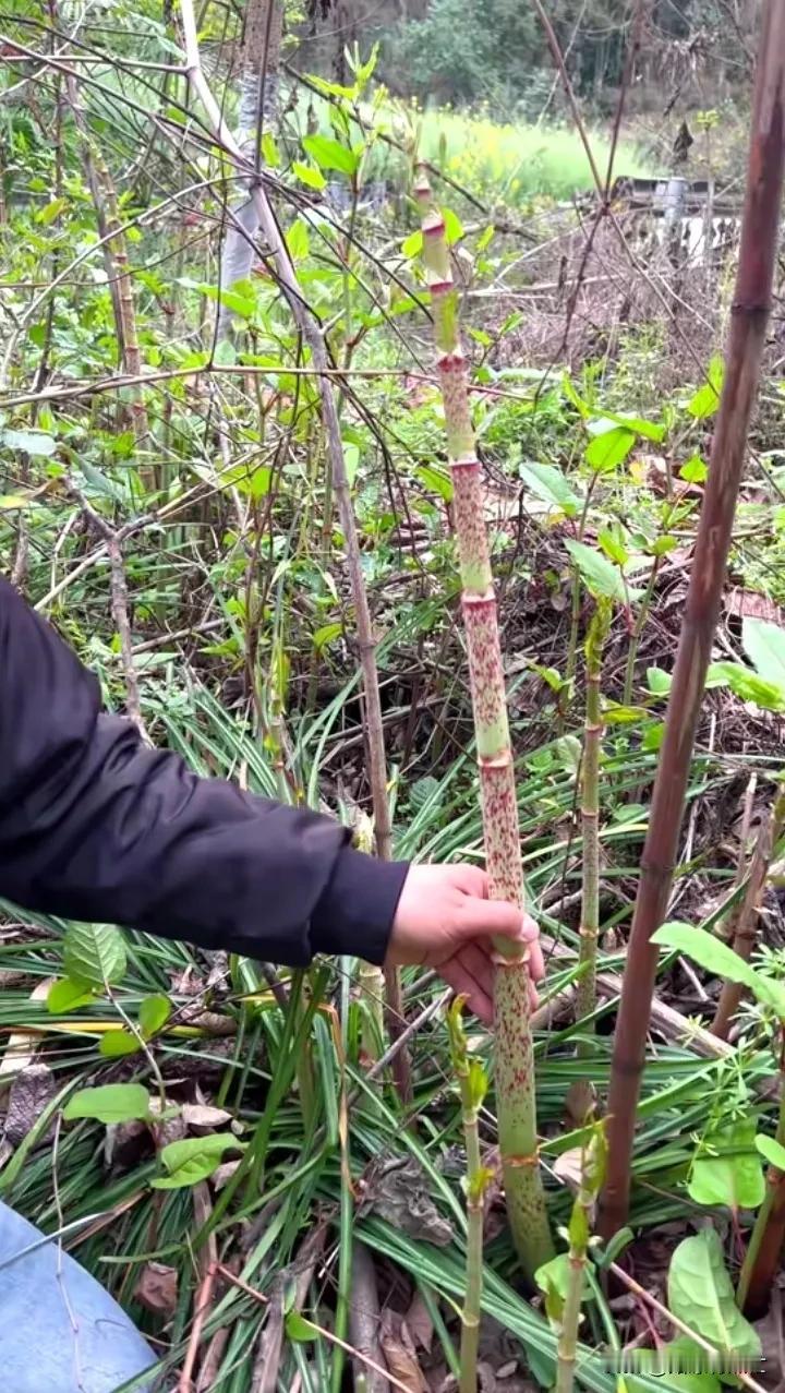 这也能吃！这个我们小时候大人说有毒，我们都不敢碰。