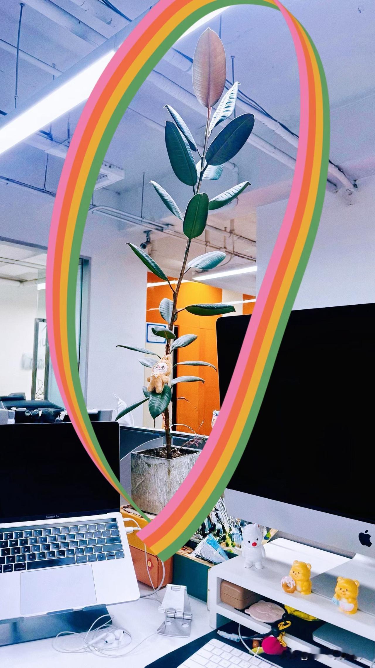 谁能想到，一盆不起眼的橡皮树，能在办公室活出最肆意的模样，真是神奇。
 
当初入
