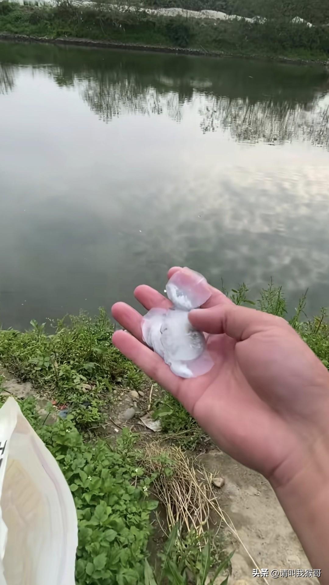 你们打窝钓鱼，我打窝忽悠钓鱼佬，这下总会有人相信河里有巨物了吧！