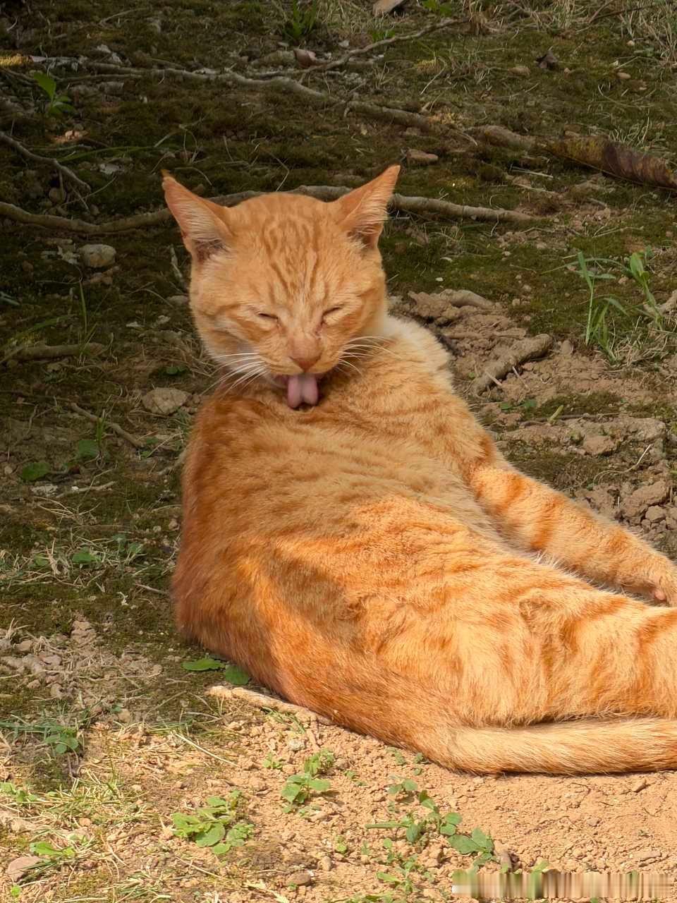 49497【丑猫】有没有人觉得这个舌头很像🦎 