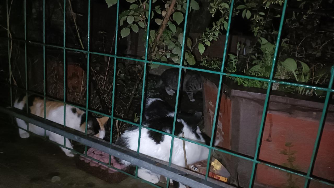 雨终于小了些，变成毛毛雨，垃圾站的流浪猫一直在等着我。这道栅栏防住了狗子，但也让