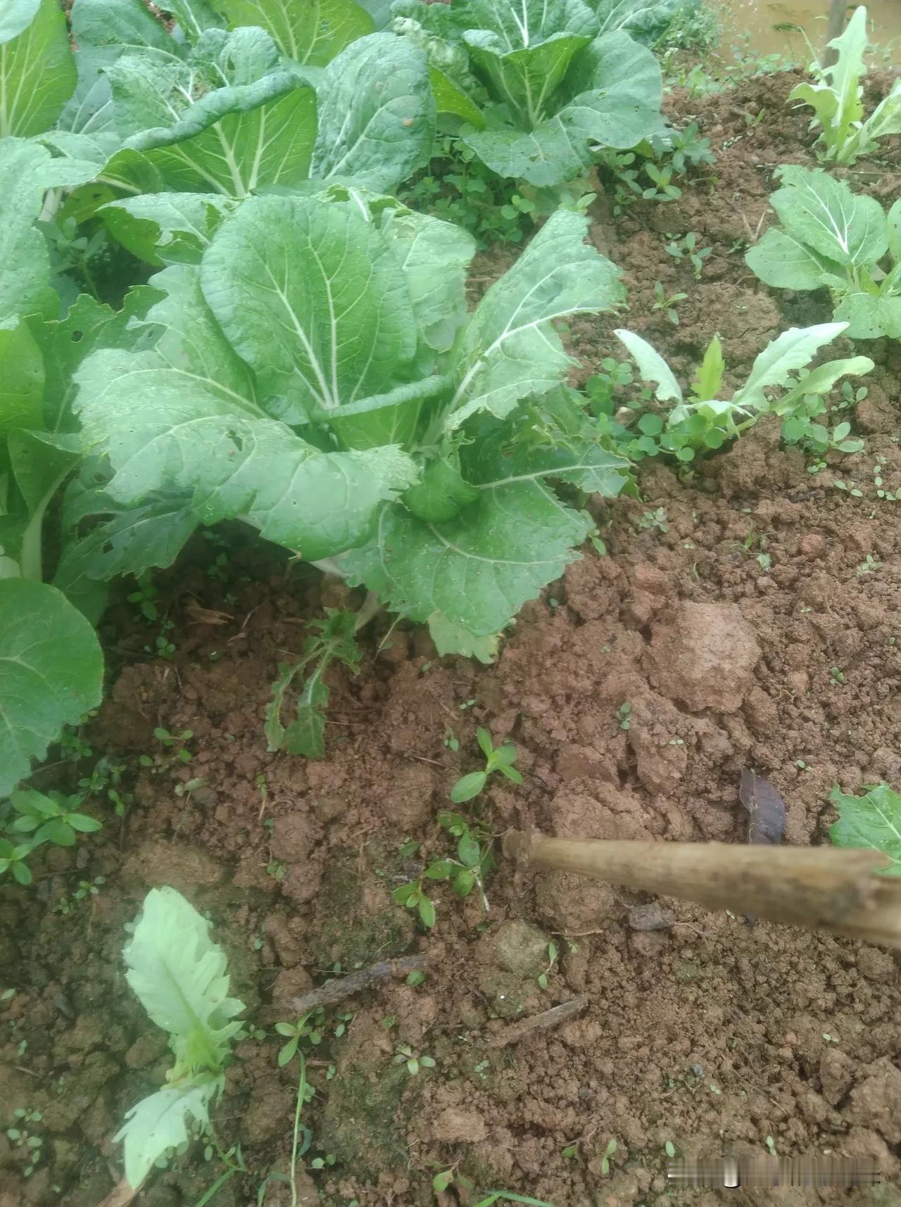 这白菜，一夜之间被虫子吃了那么多叶子，但是我找不到虫了，听说虫子白天转入泥土里睡