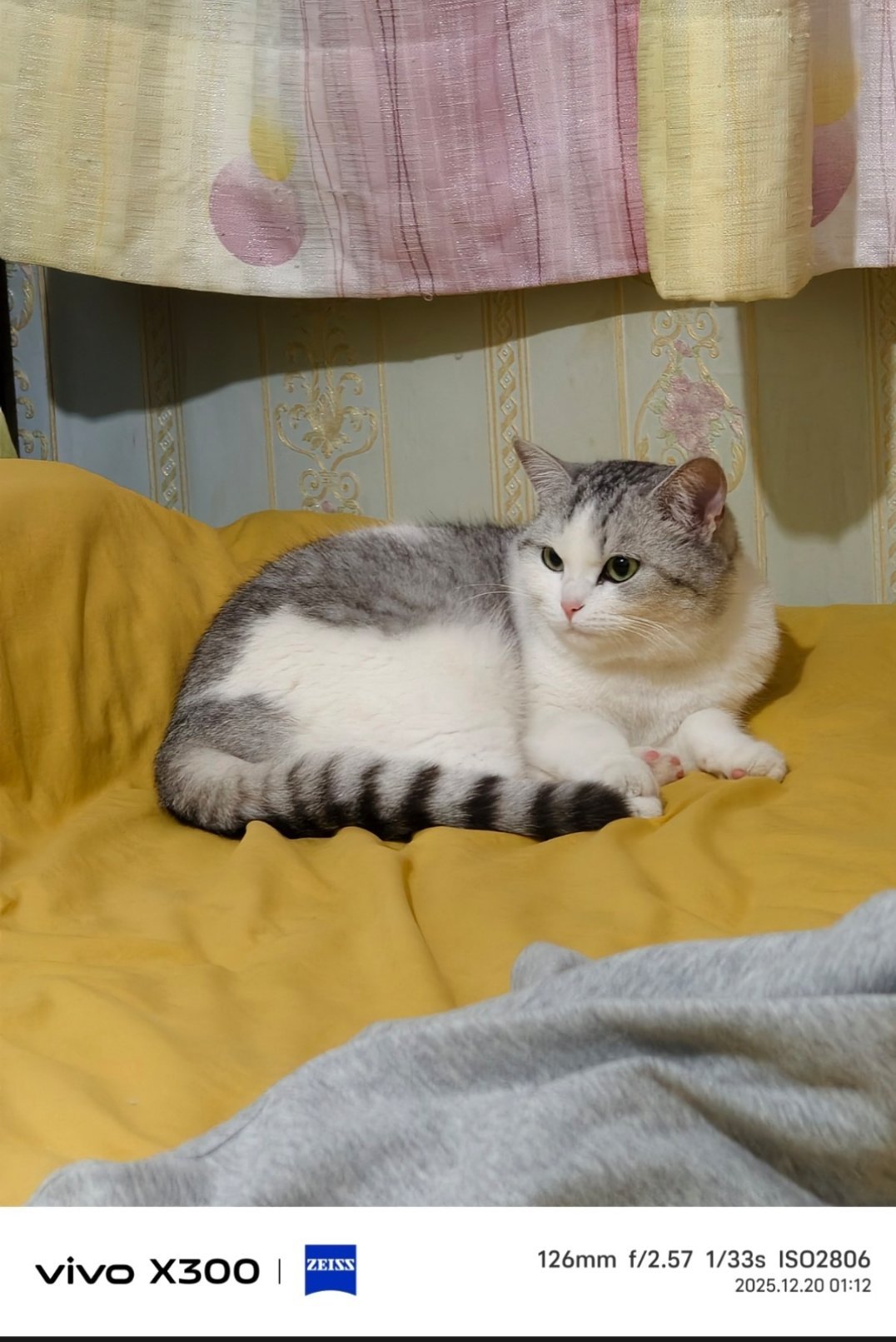 猫 真有那么臭吗我作证，猫咪只有上厕所的时候是臭的，其他时候都是无色无味的