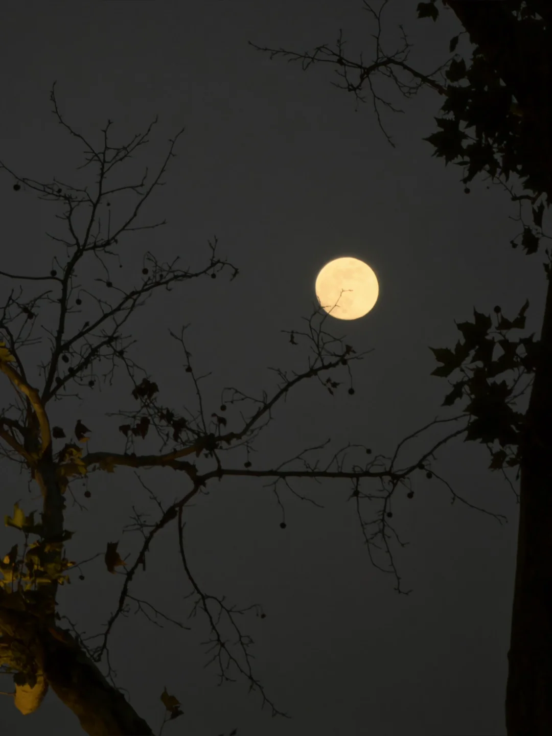 合肥侠们赶紧抬头看月亮❗庐州月巨好看🌕
