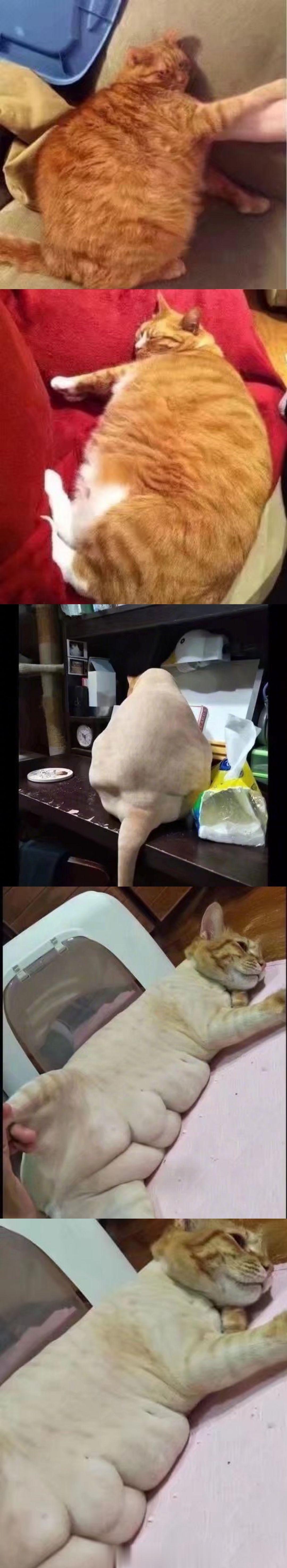 都说橘猫胖，网友不信给家里的橘猫剃了毛[喵喵] ​​​