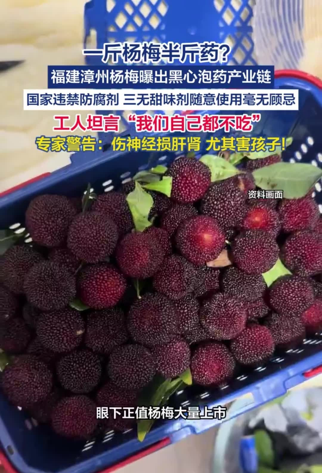 漳州杨梅每斤收购价跌至1元最近很多人拿杨梅来送，请别人吃别人都不敢吃的一个状态了