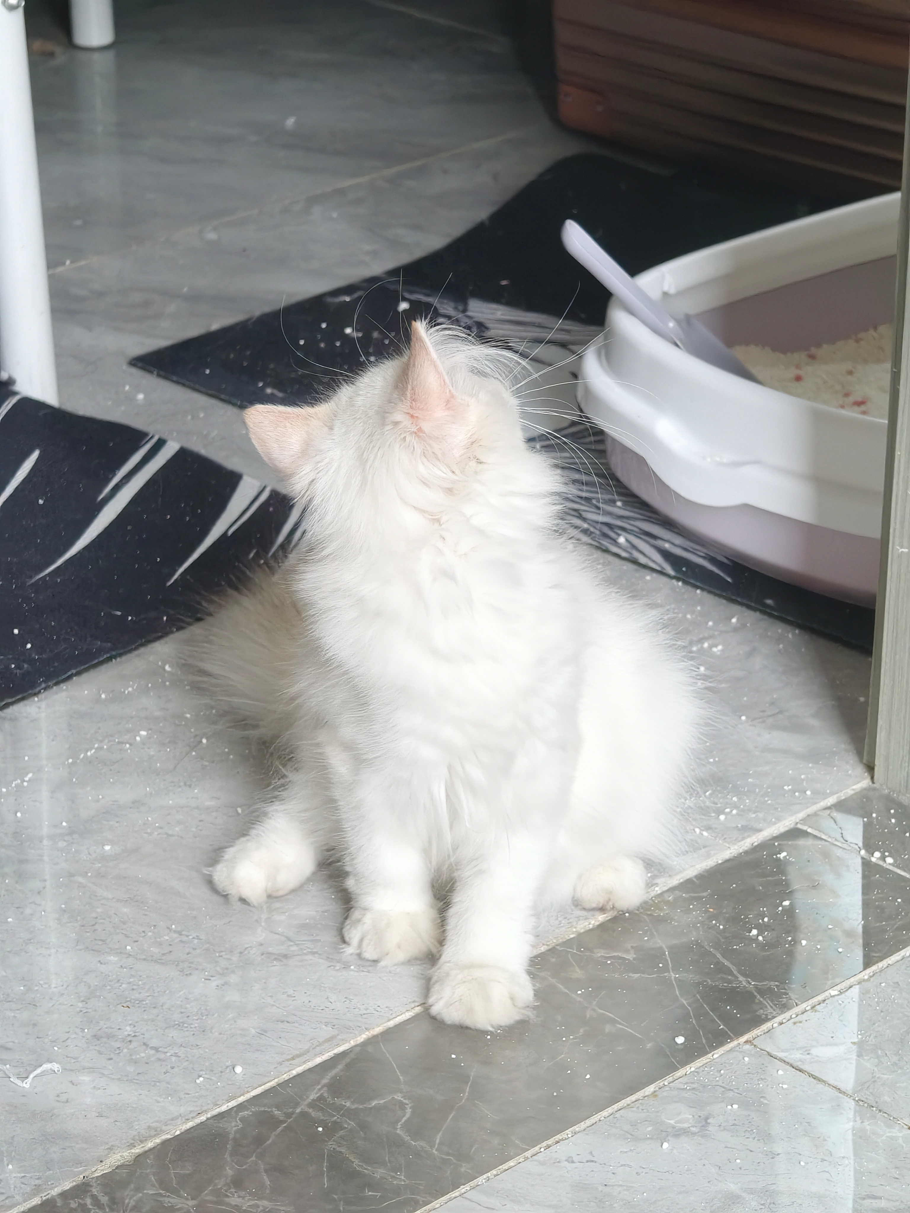 小猫好像便秘了，我每天都给她吃益生菌的[泪]咋回事啊咋办啊，咪喝的水也不少（而且