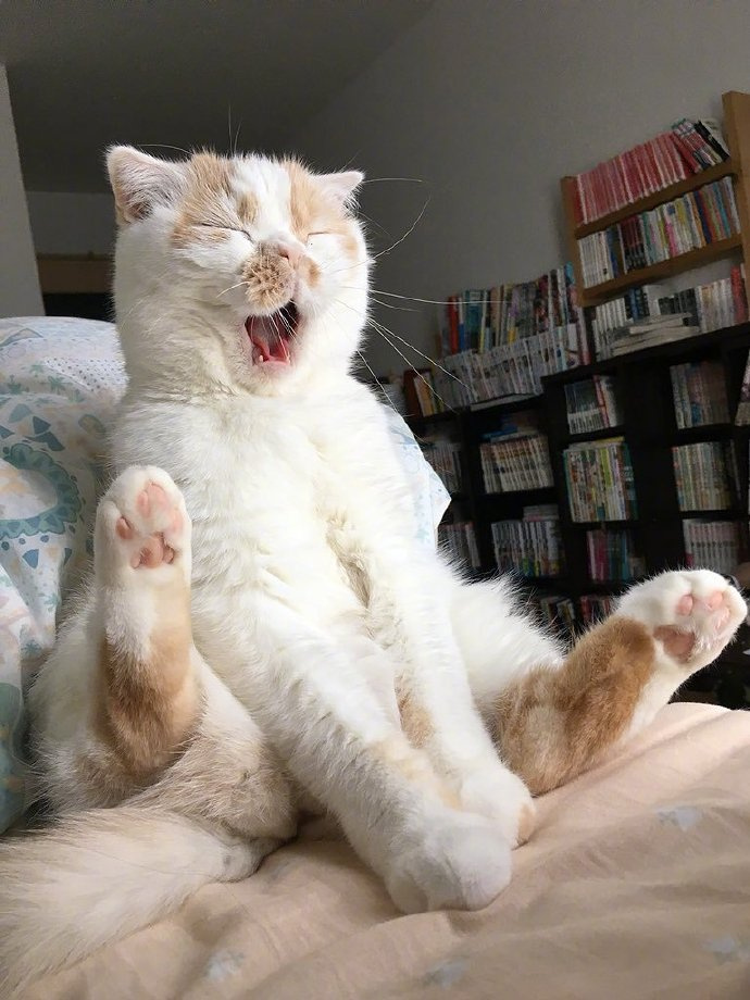 这只猫有股魔力，看完我也打了个哈欠[哈欠]​​​