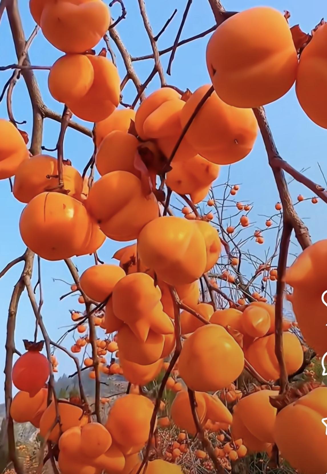 一树好柿（事），坚信法治。