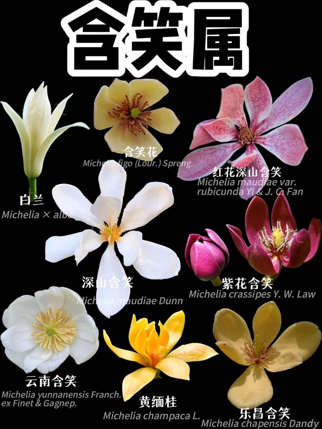 【含笑属】真香警告！