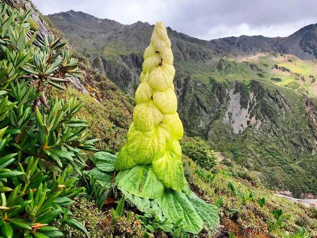 塔黄[玫瑰]藏药