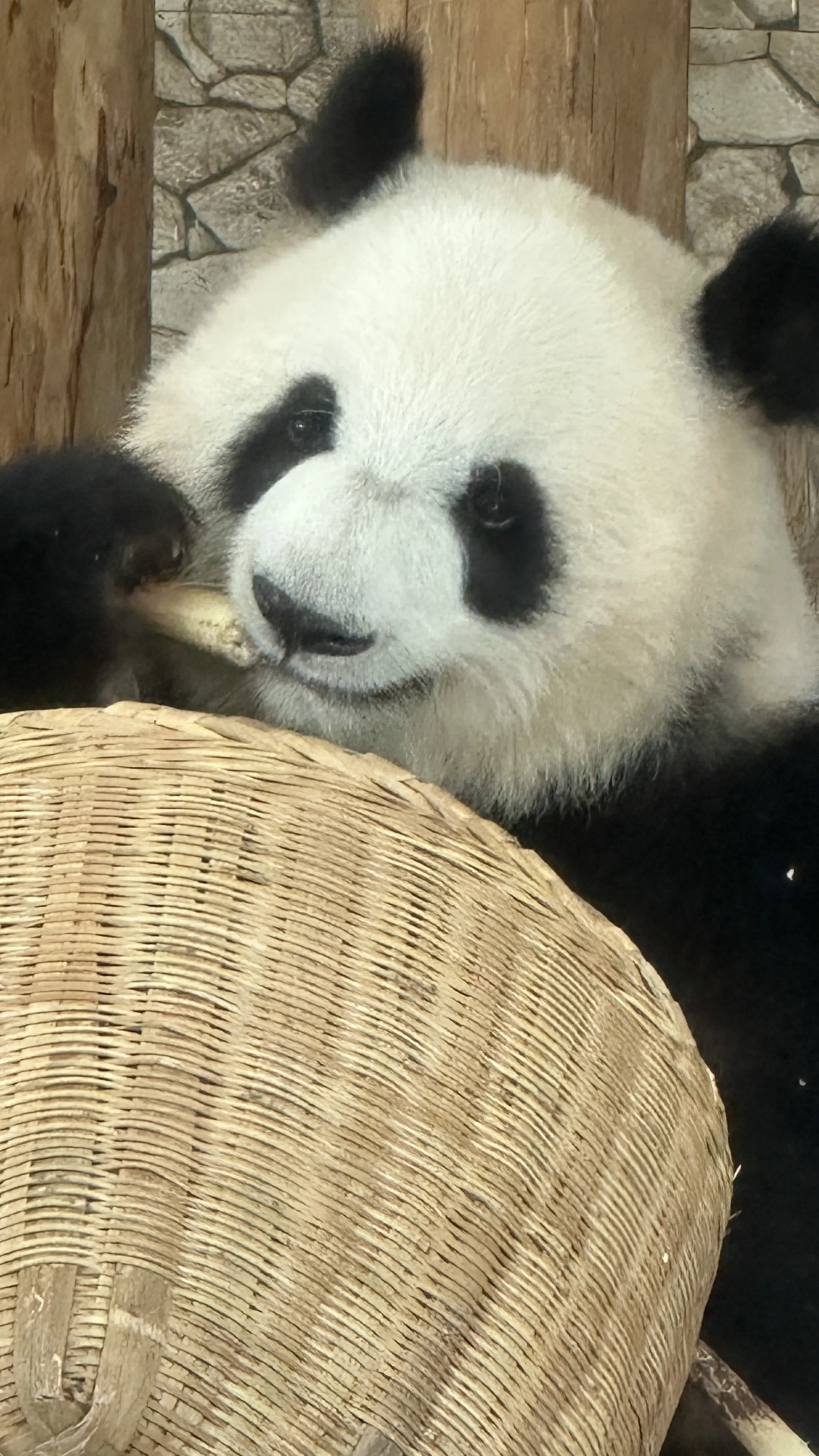 大美，熊如其名。(我第四只看到的熊猫，想它了，它在长沙生态动物园。）