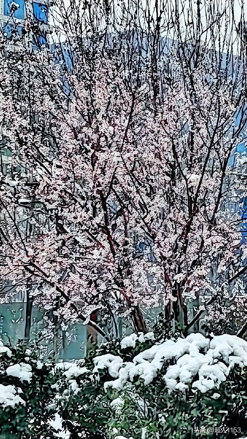 山桃花开了，
在雪花飘飘的天气下，
仍开出了一树繁花！