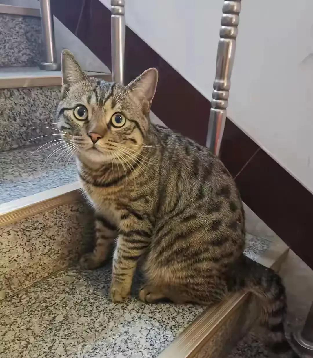 工人往家里搬家具，不知道什么时候就进来一只狸花猫，等到晚上我才发现，我和老公往出