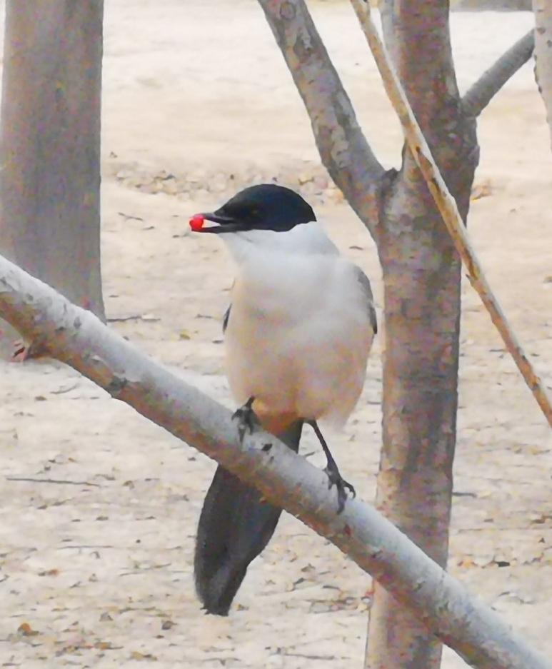 从全球经济的视觉看，世界将进入两极经济时代。一极是中国已经拥有的完整产业链，一极