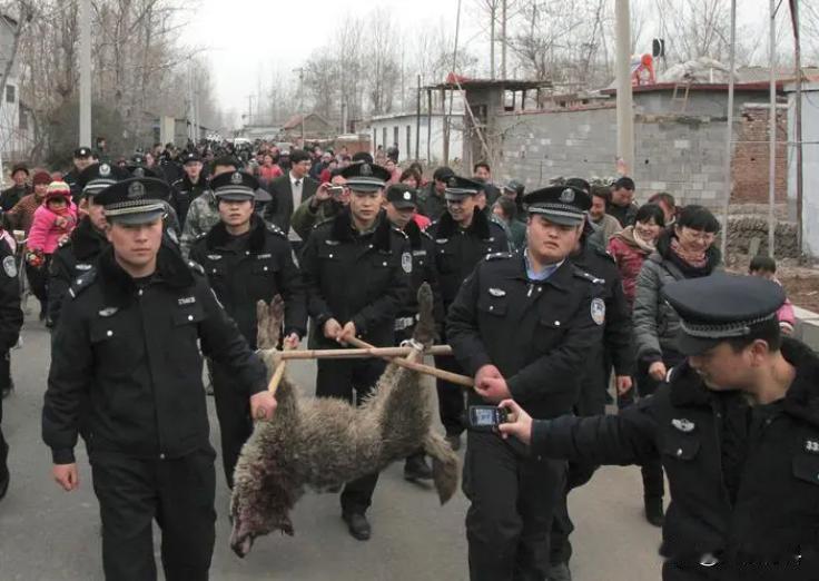 盐可以防狼？山区流传着一个说法：上山的时候在兜里装一把盐，遇到狼的时候可以自救。