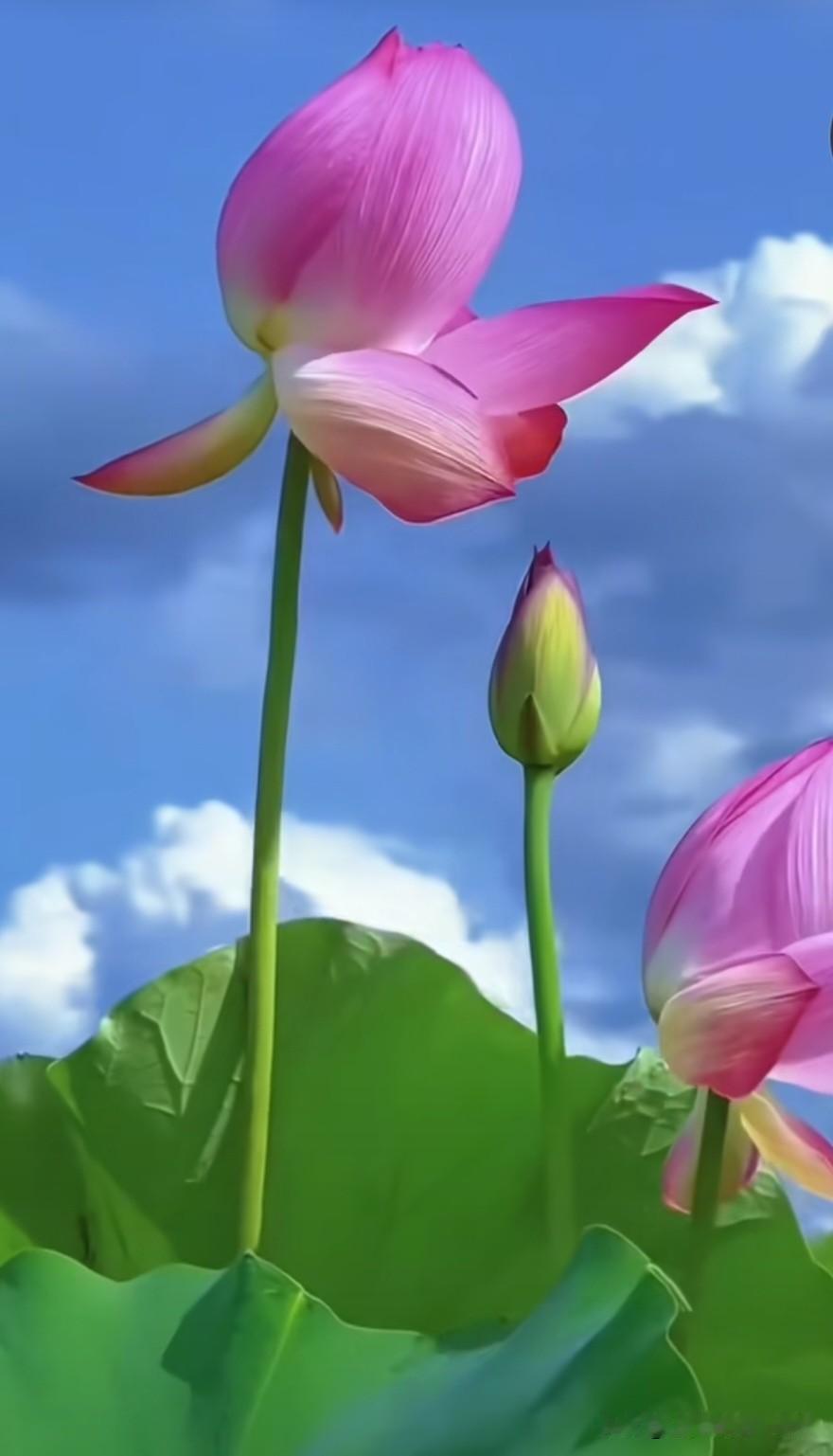 在文化寓意上，荷花还承载着“和合美满”“好运连连”的美好祝愿。无论是作为观赏植物