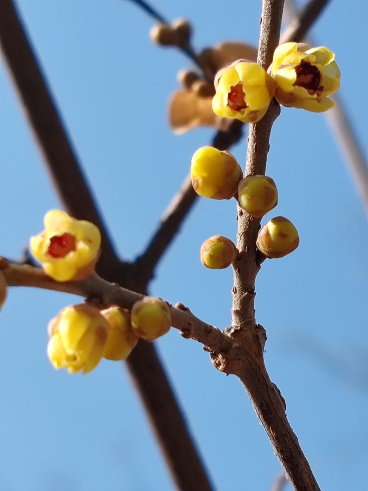 晒图笔记大赛春赏梅景。