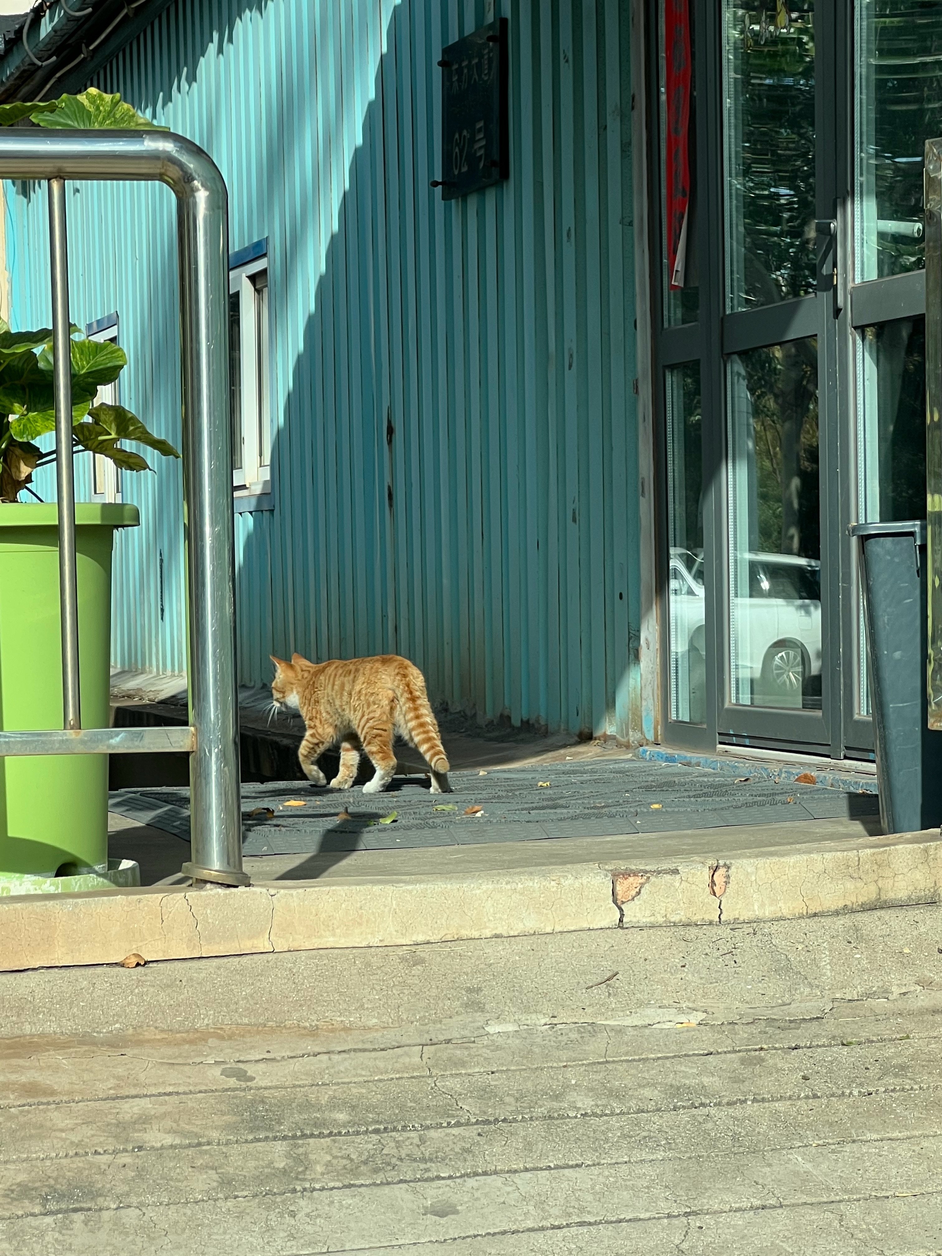 可能是天冷了？🐱又开始在我们门口蹲守  ​​​