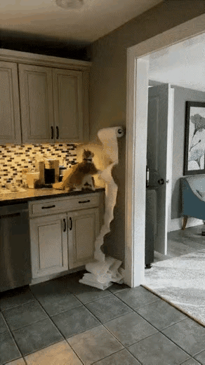 有想养猫的可要想好，种最最微不足道的调皮是否你能忍受？