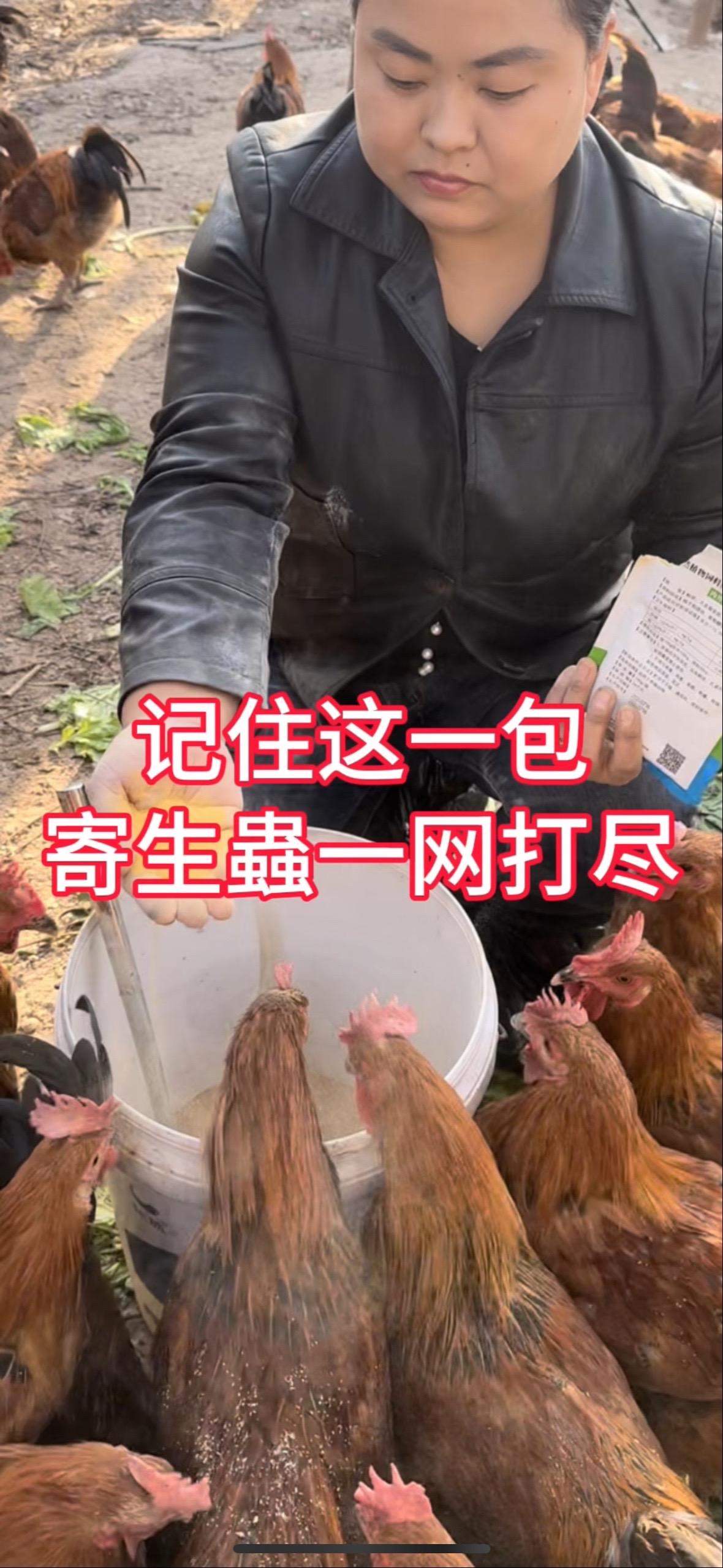 生态散养土鸡 养殖小妙招 抖音养鸡人 鸡病咨询 养鸡人
