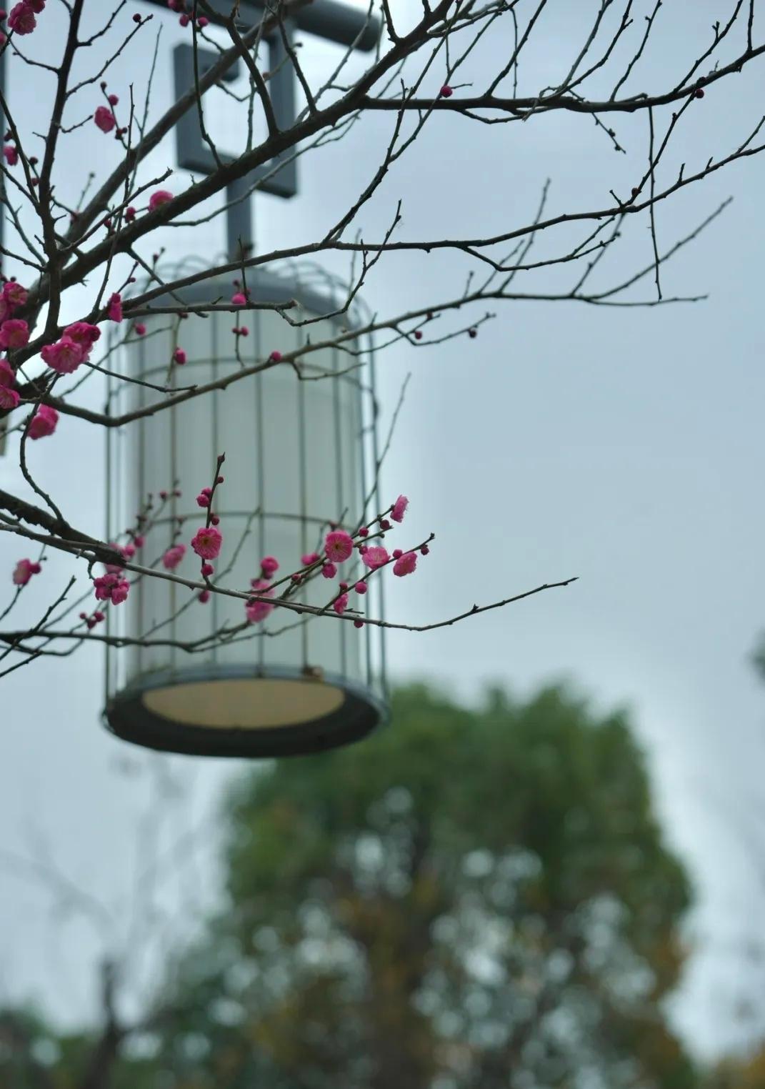 赏冬之梅🌸
古人对梅花赞誉有加有“零落成泥碾作尘，只有香如故”的不畏严寒；
有
