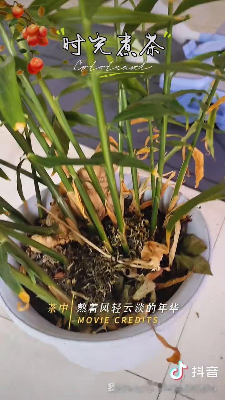 时光煮茶。
我想把时光煮成一壶茶，茶中沏满想对自己说的话，倒一杯过往喝一口伤疤，