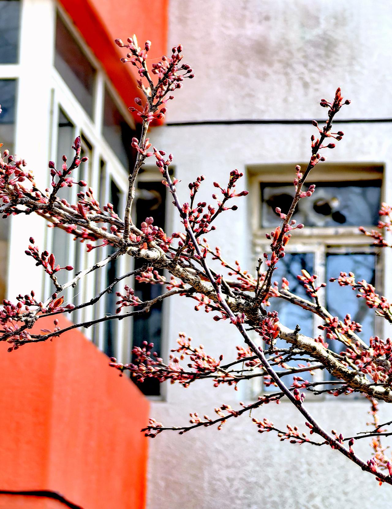 院墙外几棵小树的树枝上长满了红色的小花苞，像不像我们吃的花椒啊[捂脸][呲牙]