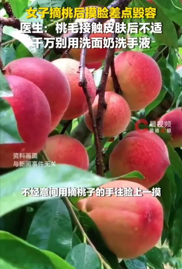悲剧还是发生了！6月14日报道，浙江杭州，一女子摘桃子时，手沾了桃毛，随后用手摸
