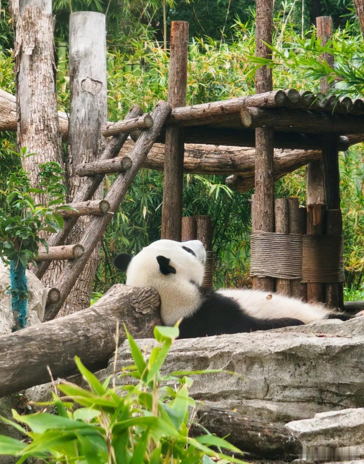 位置很符合熊体工学，孩子也很会找……  熊熊：一躺一个不吱声，真的太舒服了，倒下