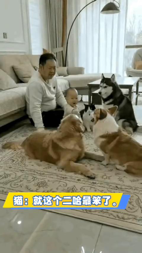 猫：就这个二哈最笨了。
