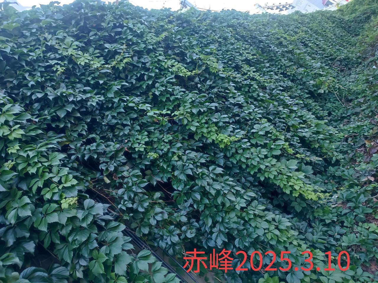 公园美丽景随拍随手一拍，公园美景。