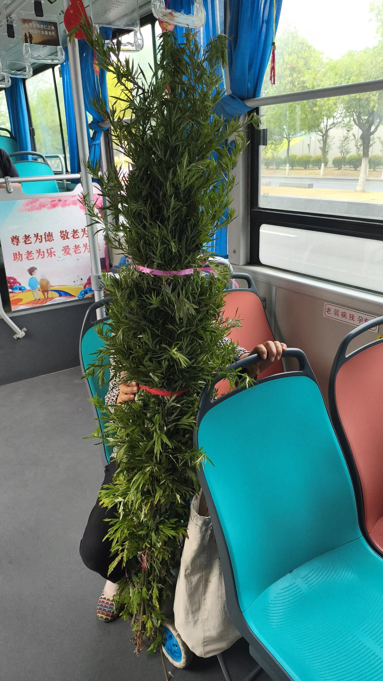 端午节插艾草这习俗太有讲究了。农历五月初四，大家就开始忙活着插艾草菖蒲。“初四家