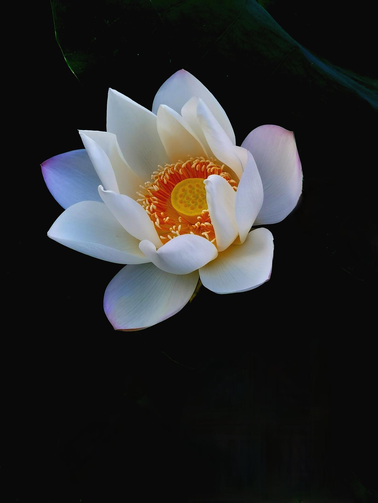 白莲花