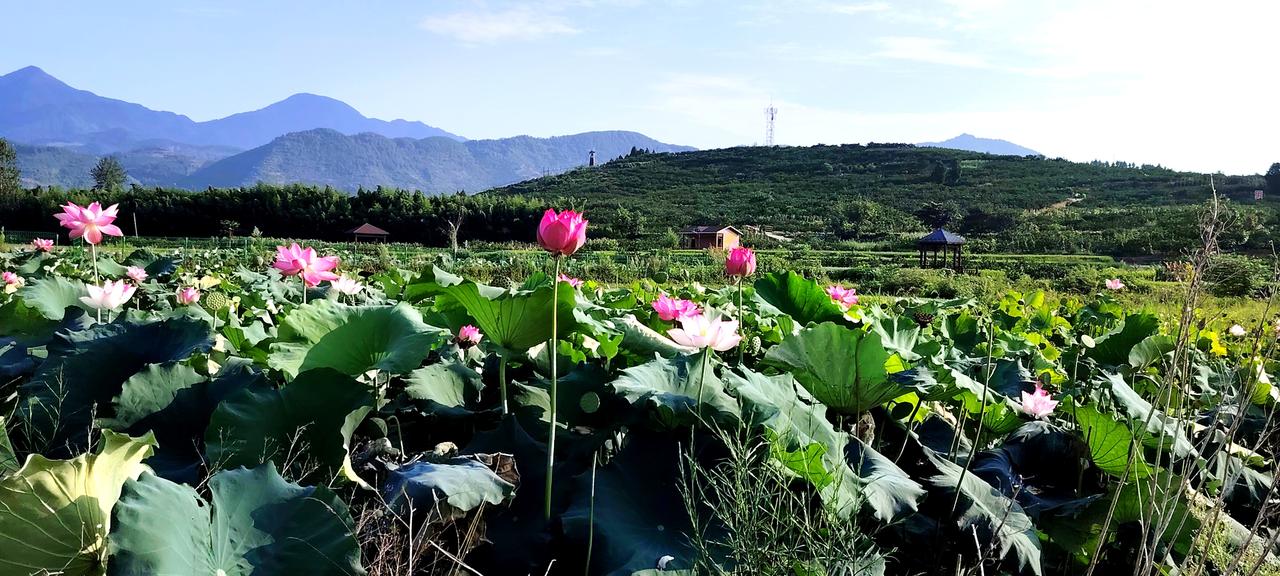立秋后的陈家湾千亩荷塘
荷塘风景随手拍