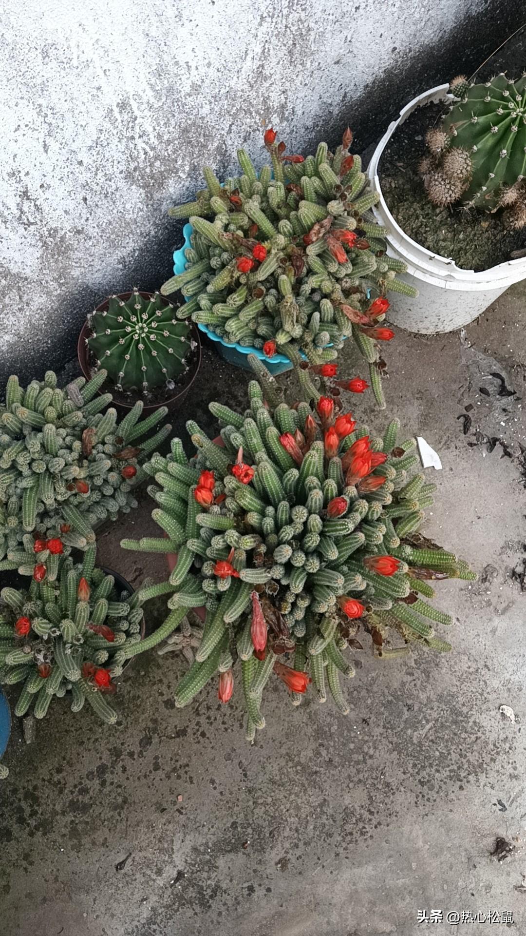 多肉植物大集合，快来围观！🌵🌱