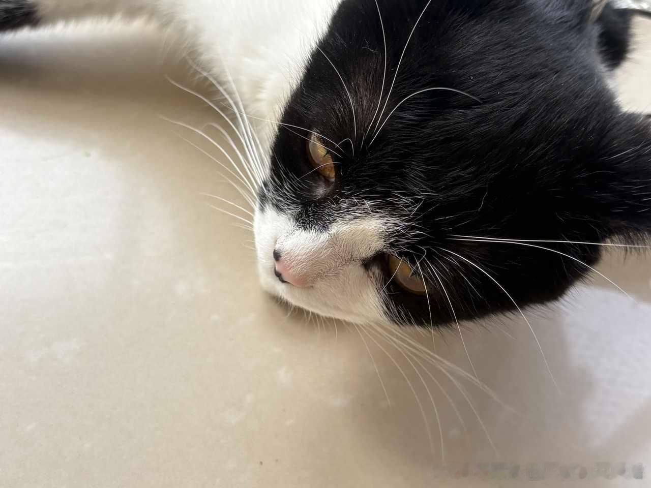 49810【丑猫】鞋拔子 