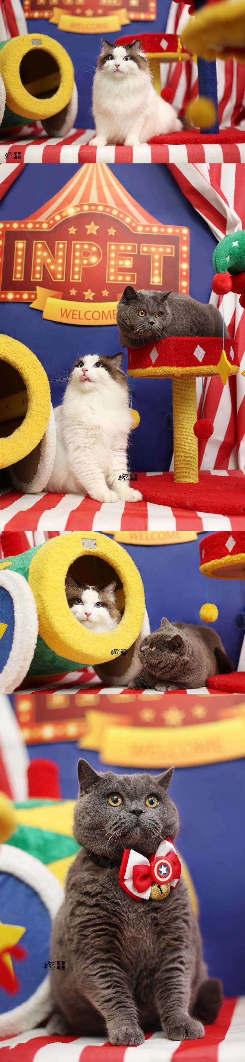 俩孩子各干各的，谁都不想理谁
哈哈哈哈哈哈
双猫家庭真实写照
【上海499可拍】