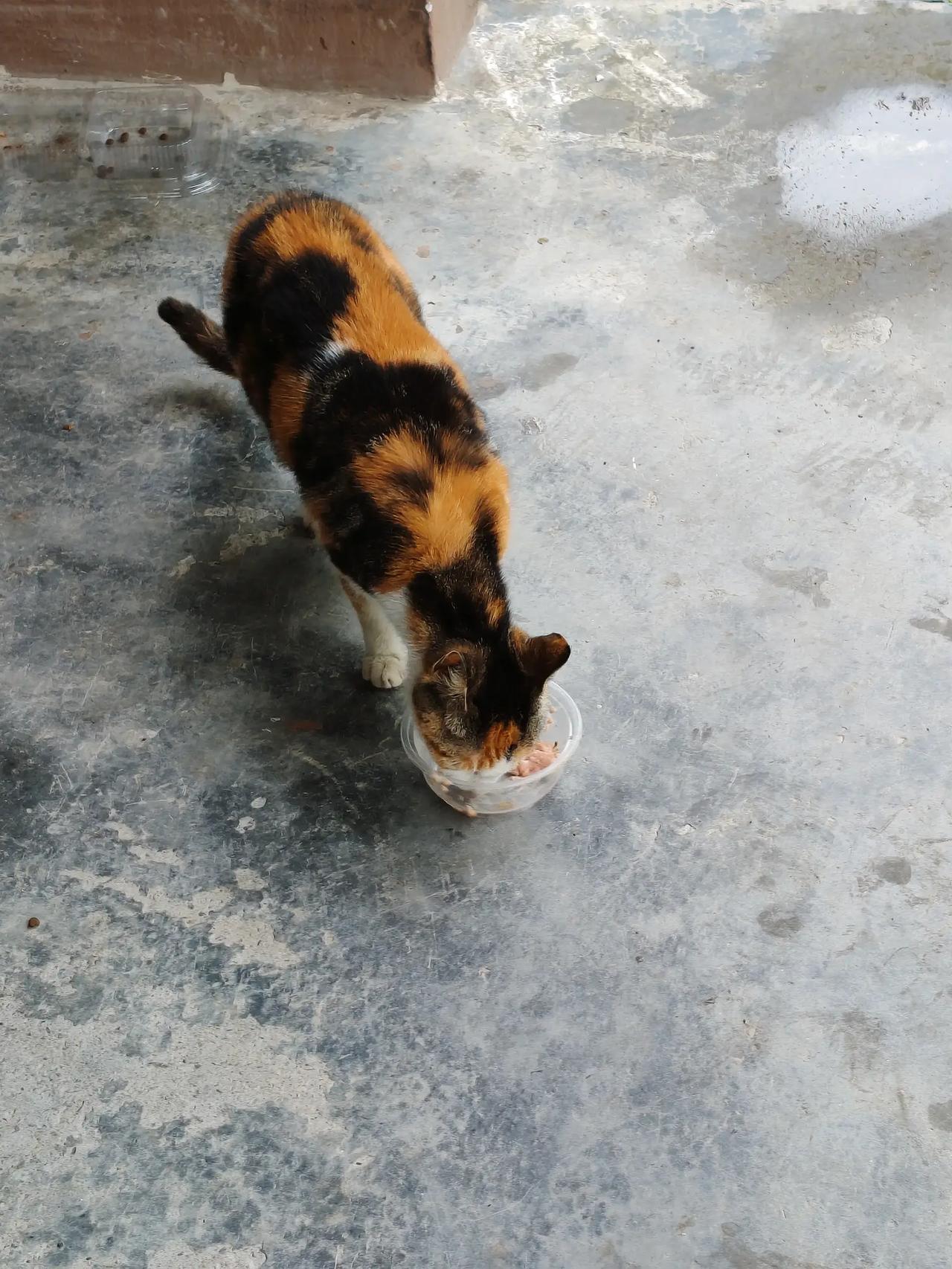 今天它饿了，吃了两根猫条。