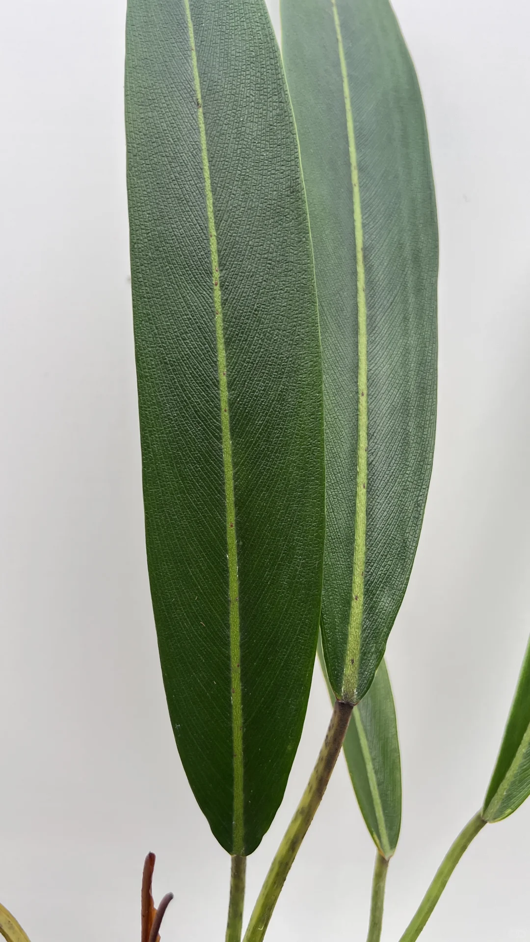 植物的雕刻艺术