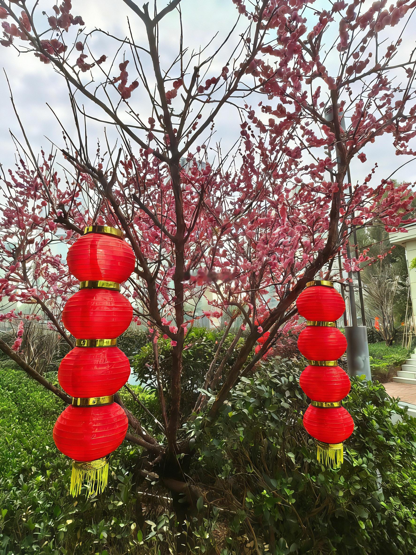 家门口的梅花正怒放，此时此景，忍不住吟诗一首：《迎春之梅》一树胭脂映翠微，枝挂灯