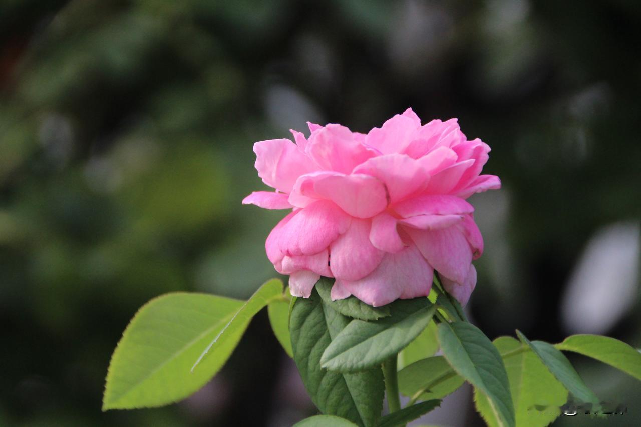 盛夏，月季花再次开放的时节，五颜六色，绚丽多姿——
