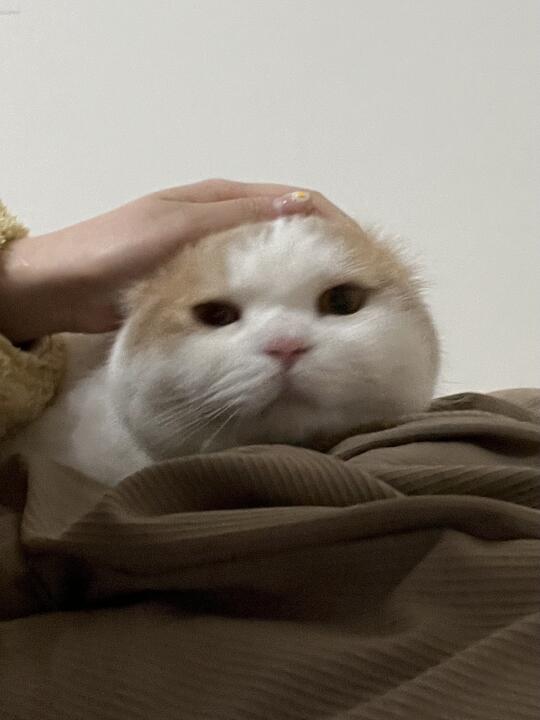谁家的大白胖馒头在我手上